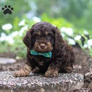 Milo, Cockapoo Puppy